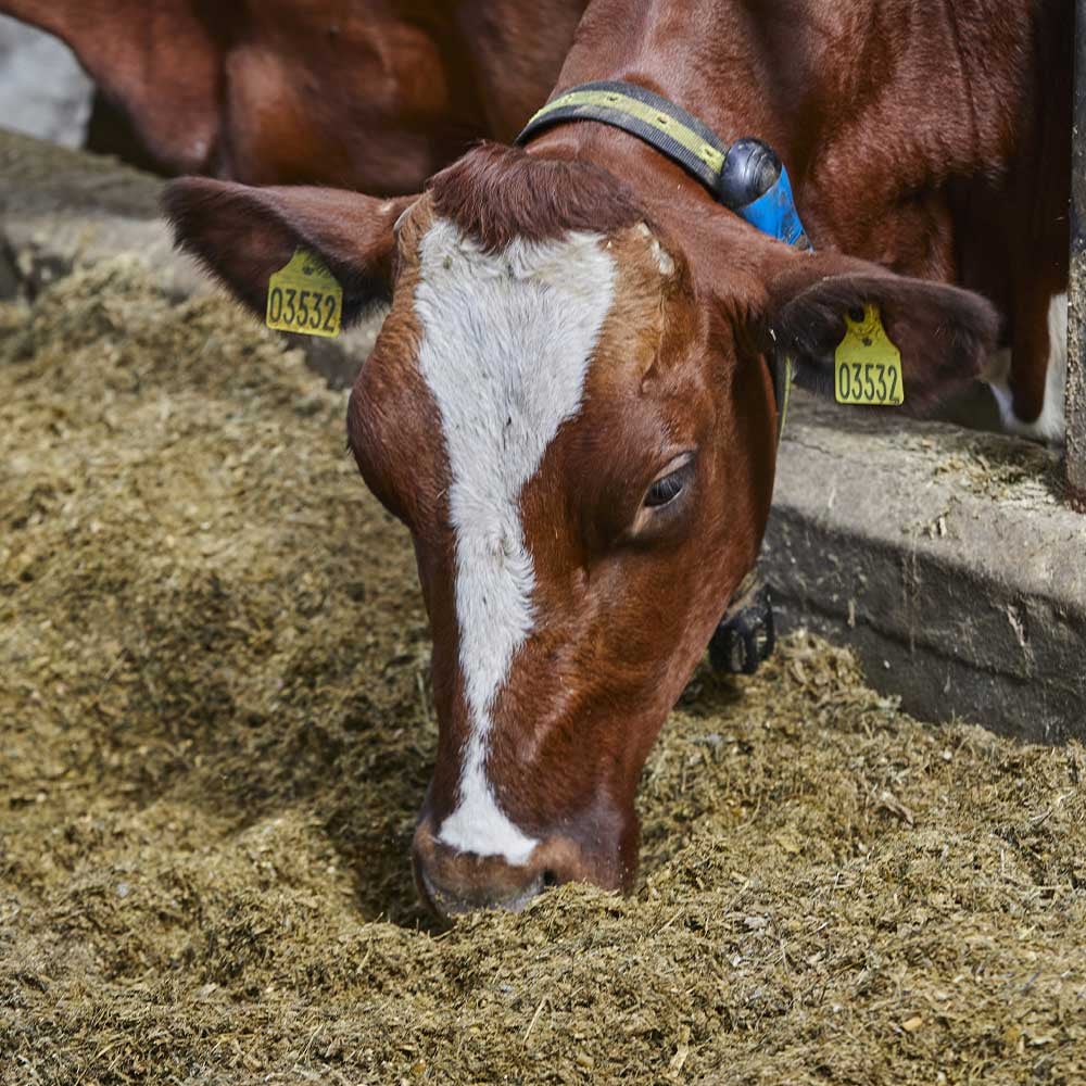 CowFIT data empowers your feeding strategy