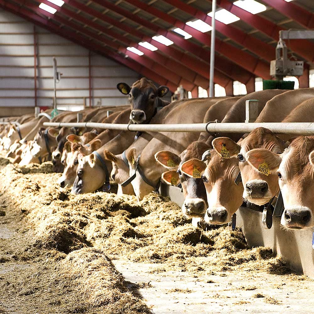 CowFIT reduces breeding costs and cow losses