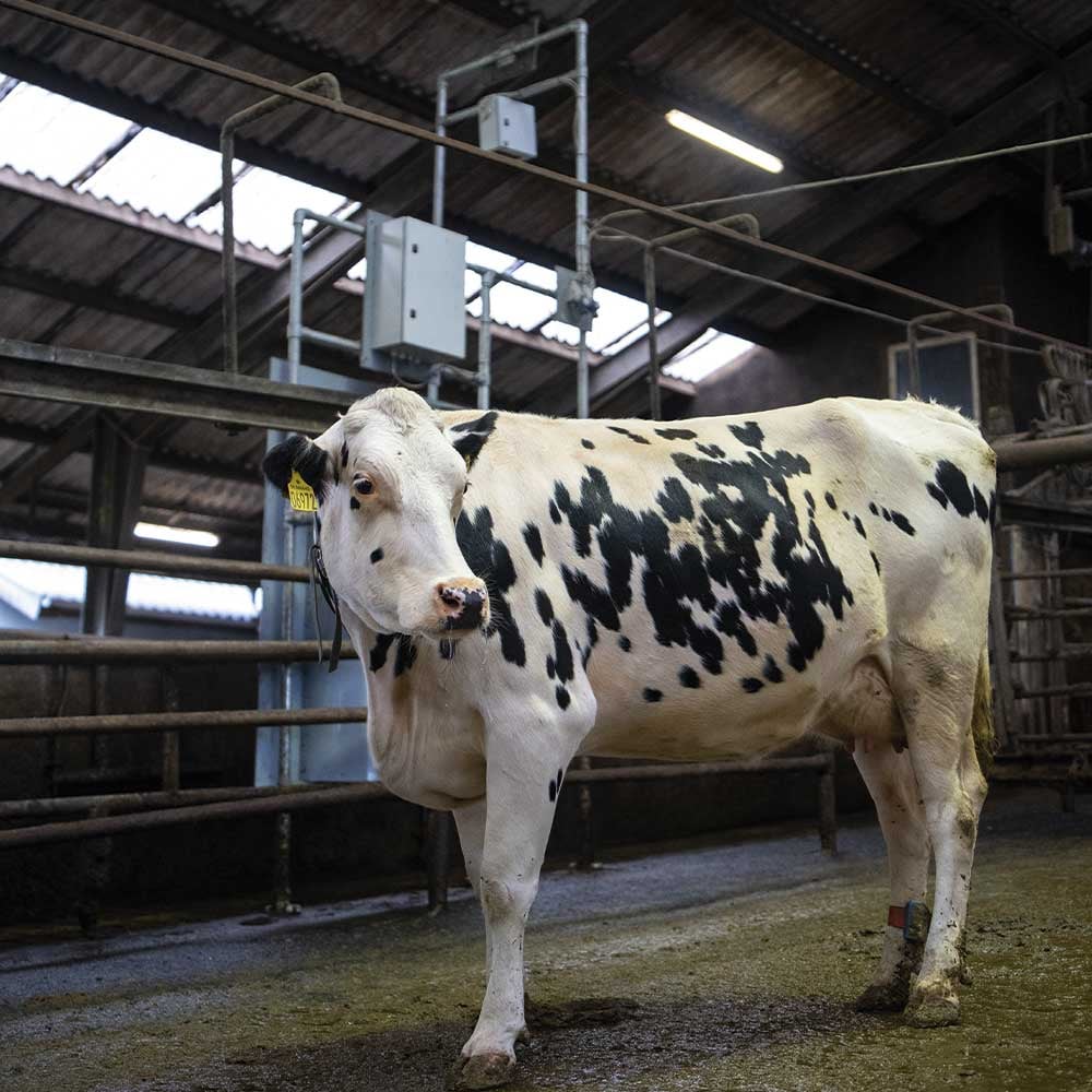 VikingHolstein cow with CowFIT camera in the background