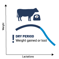 Cows weight change during dry period