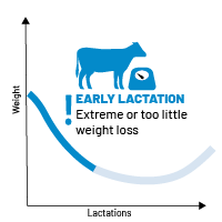 Cows weight change during early lactation