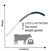 Cows weight change during late lactation