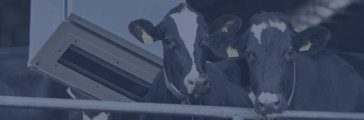 CowFIT technology gives daily weight and better decisions.
